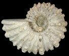 Bumpy Douvilleiceras Ammonite - Madagascar #53309-1